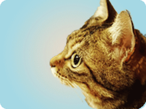 おさらい＆練習会イメージ写真