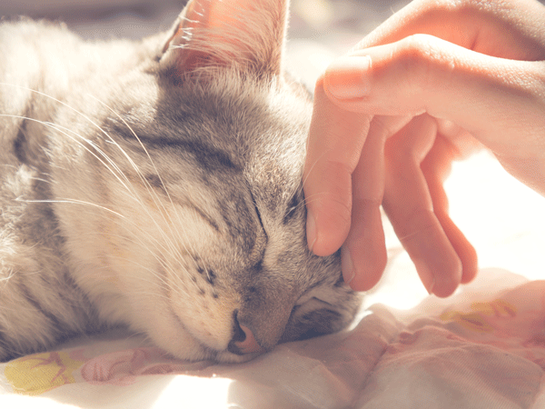 ペットヒーリング講座（闘病編）イメージ写真